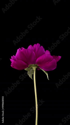 Luxury Red Peony Blooming on Black Background Elegant Floral Timelapse Vertical