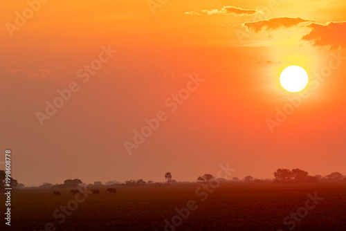 Valokuva Elephant herd silhouetted on the vast Busanga Plains, Zambia, beneath a blazing orange African sunset