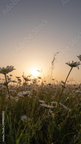 Wild Daisy Field at Sunrise, Summer Morning Nature Scene Vertical Video
