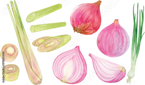 Lemon grass and shallots hand drawn with watercolor isolated on transparent background