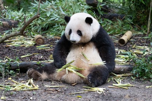 Close up sweet panda Hua Hua, eating bamboo, Chengdu Panda Base, China
