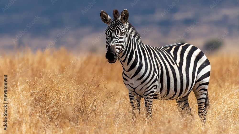 Fototapeta premium Male zebra, alert, stands in African savanna.