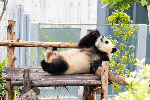 Funny pose of sleeping panda, Chengdu