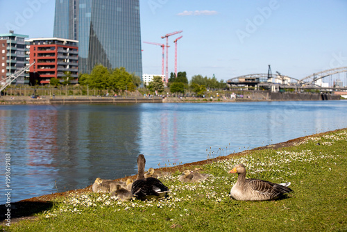Graugänse am Mainufer mit Skyline in Sachsenhausen, Frankfurt am Main im Frühling