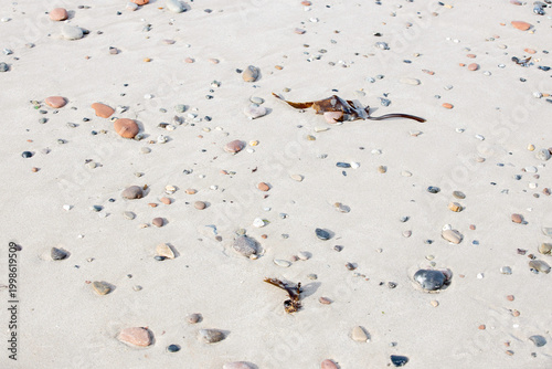 Muscheln und Steine auf hellem Sandstrand am Meer, natürliche maritime Dekoration an der Küste