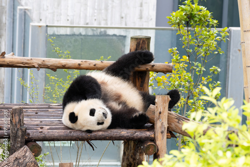 Funny pose of sleeping panda, Chengdu