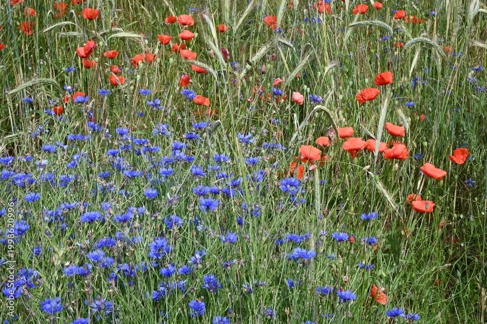 Naklejka premium Mohn und Kornblumen im Getreidefeld