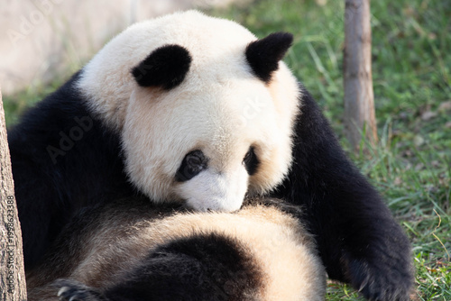Close up Panda licking her fur, Chengdu, China