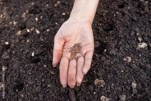 Foto A woman's hand holding seeds over a cultivated dirt patch