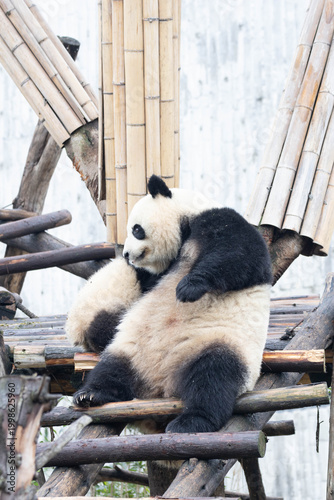 Mother Panda playing with her cub, Chengdu, China
