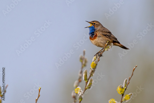 Cuadro en lienzo Blaukehlchen zwitschert auf einem Zweig im Morgenlicht