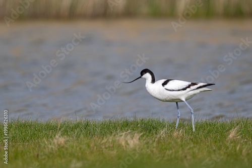 Tableau sur toile Säbelschnäbler geht durch Gras an der Wasserkante – Watvogel im natürlichen Lebe