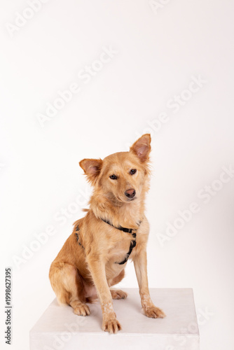 Red dog on a white background