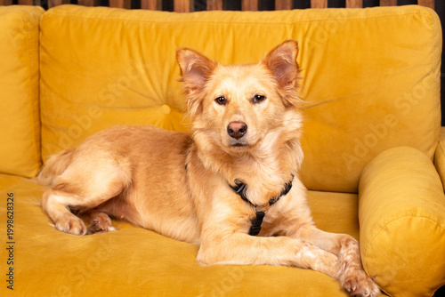Red dog on a yellow sofa