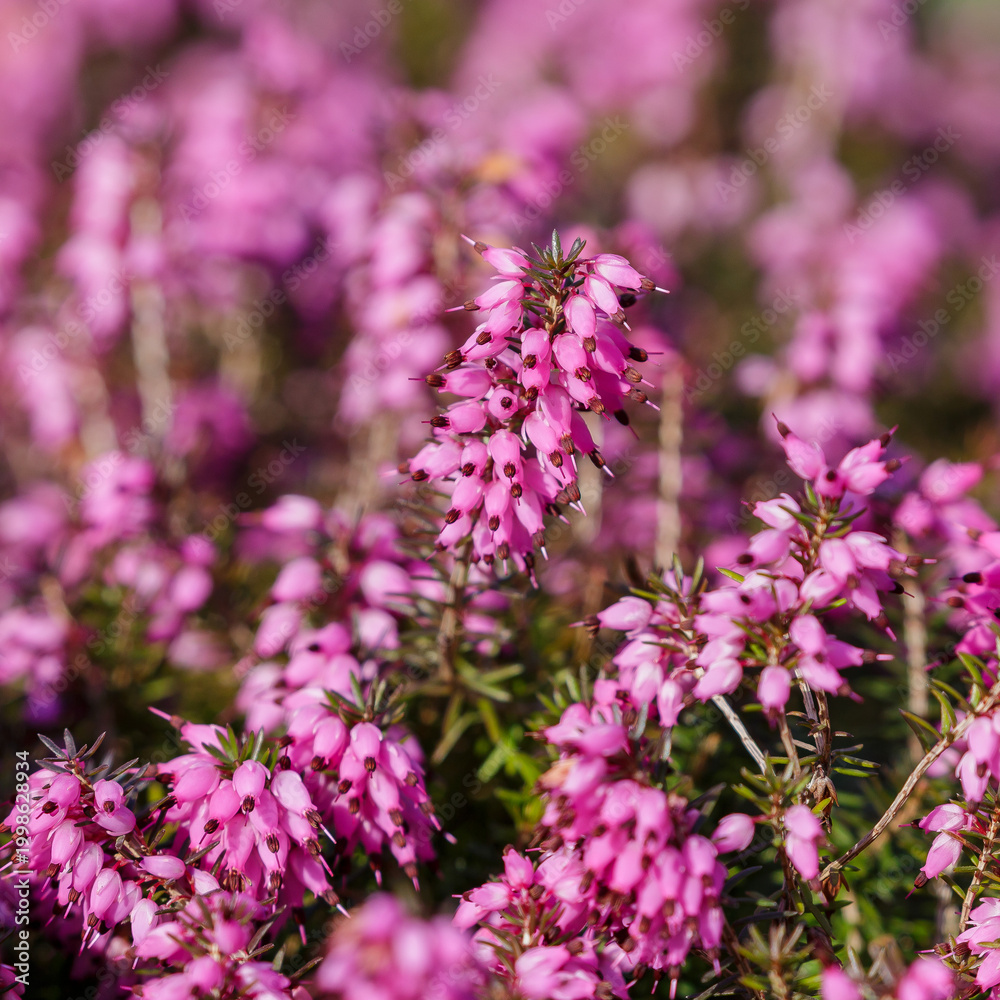 Obraz premium Erica herbacea (Erica herbacea syn. e. carnea) is a low shrub from the heather family, 35-60 cm high