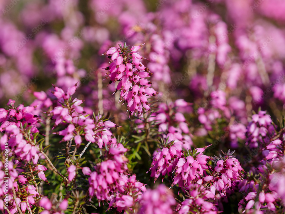 Obraz premium Erica herbacea (Erica herbacea syn. e. carnea) is a low shrub from the heather family, 35-60 cm high
