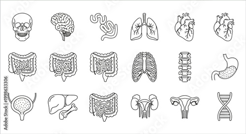 Human Organ Icons, Anatomy Symbols, Medical Illustrations, Line Art Graphics