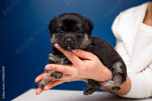 Small fluffy black puppy in hands on a blue background