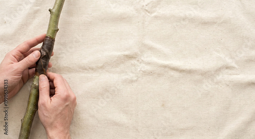 Tree Grafting Wax
