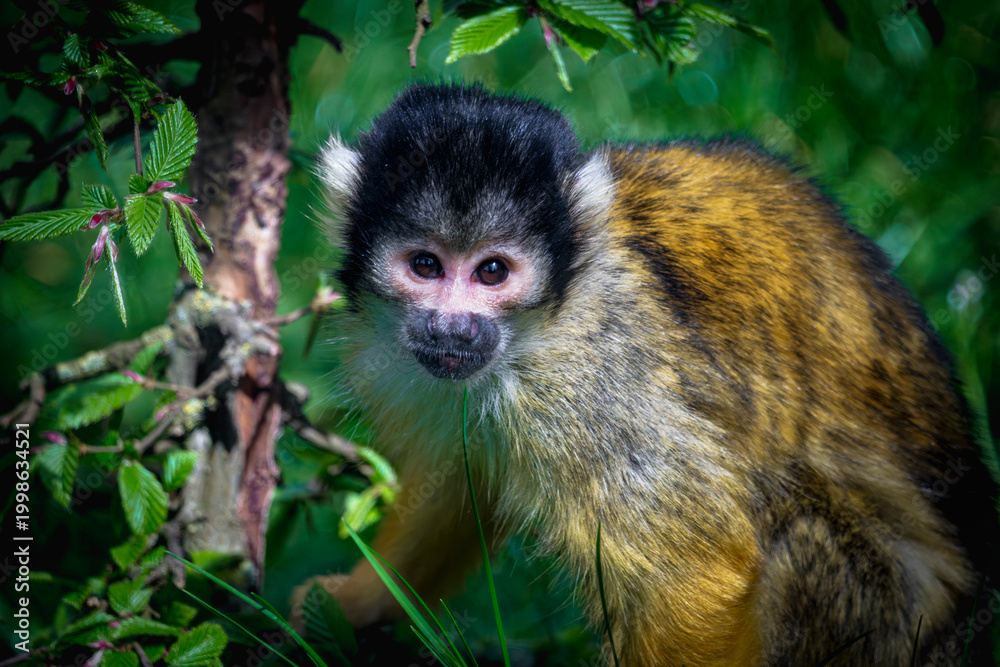 Obraz premium Cute squirrel monkey sitting in green foliage looking directly at camera