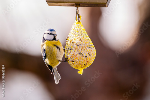 Tableau sur toile Close up of a blue tit clinging to a bird feeder net