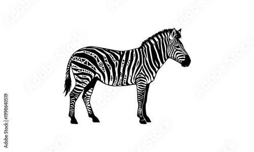 zebra isolated on white background
