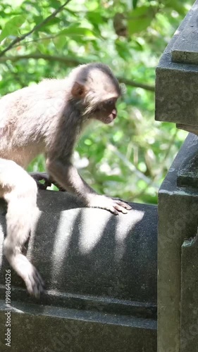 Monkey running on stone bridge edge jumping grass Vietnam wildlife closeup action nature
