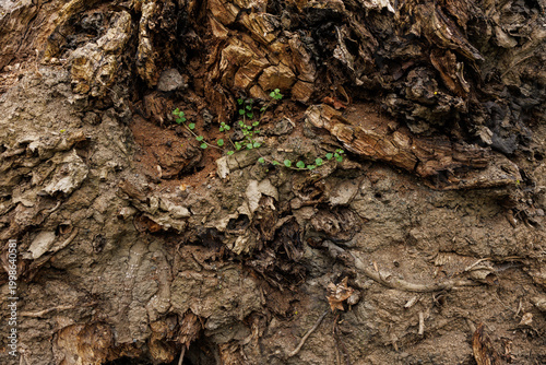 Tableau sur toile Close up texture of uprooted tree roots and soil, natural earth background with