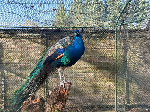 Peacock with vibrant blue plumage and long tail standing on a tree stump in a zoo enclosure