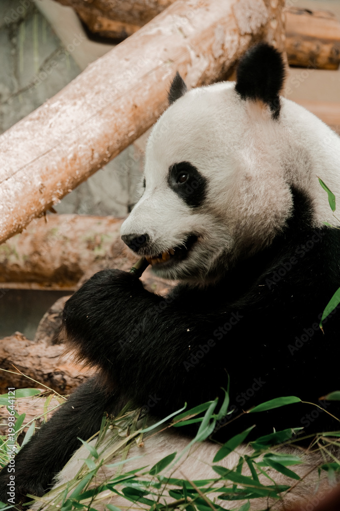 Fototapeta premium Giant Panda Eating Bamboo Close Up Wildlife Portrait