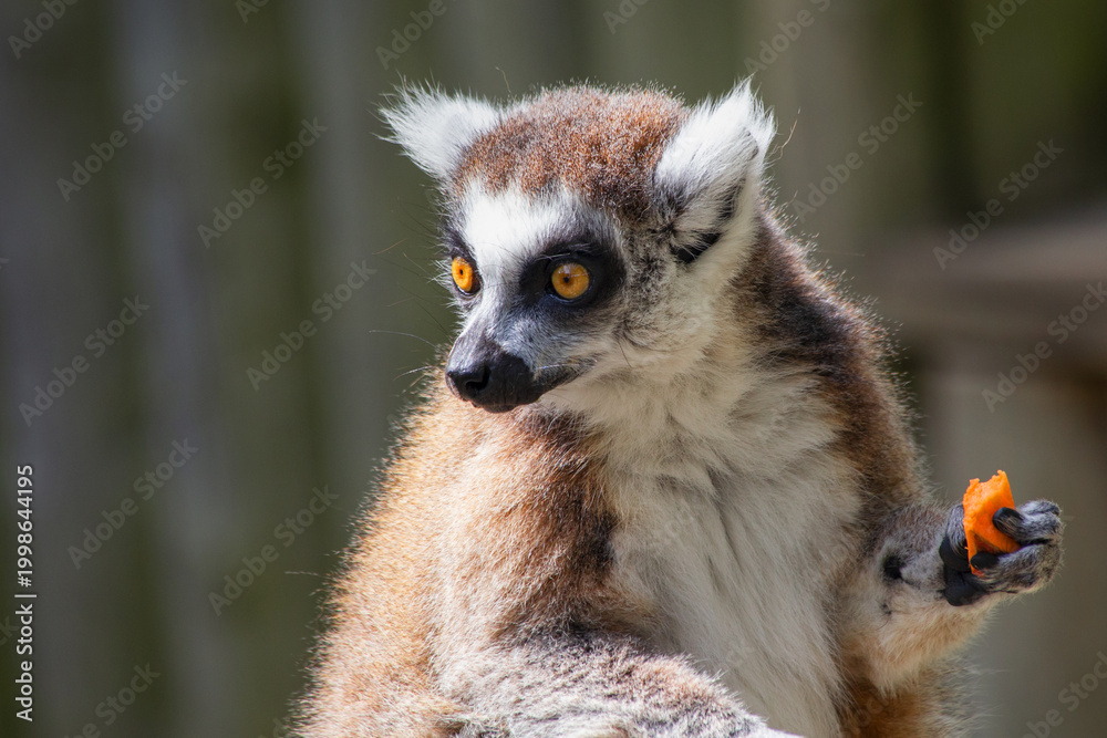 Fototapeta premium Ring-tailed lemur