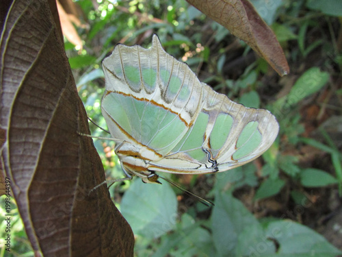 A beautiful butterfly with scaly wings on a leaf in the forest.