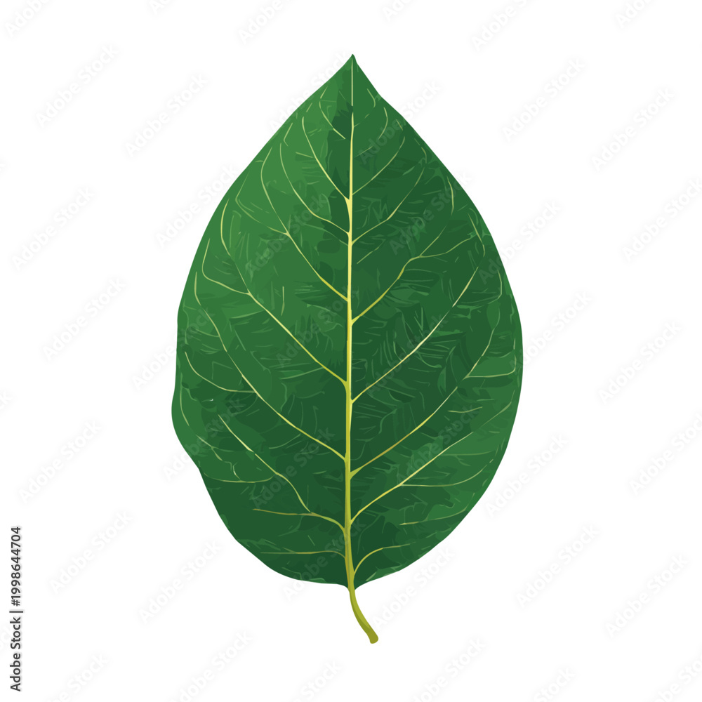 Obraz premium Ficus Leaf flat vector illustration in a modern and simple 2D style, placed on a white background.