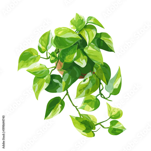 A simple and modern flat 2D vector of a Pothos, isolated on a pure white background.