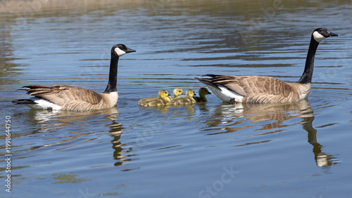 Tablou pe pânză canadian geese on the water