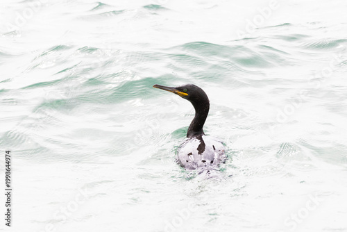 Kormoran im Wasser