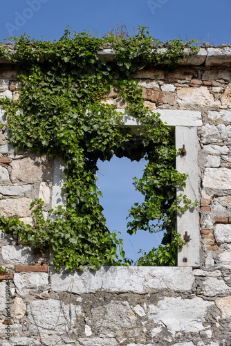 alte Fassade mit Fenster, verwachsen mit Efeu