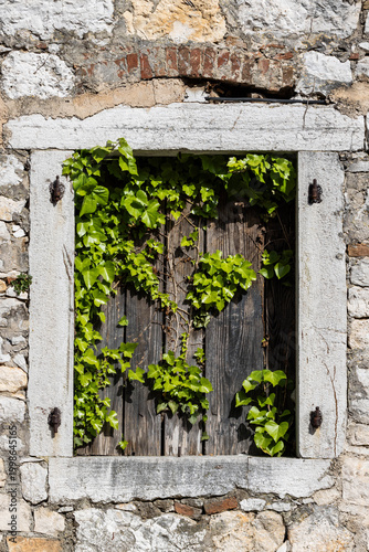 Fensterladen aus Holz mit Efeu