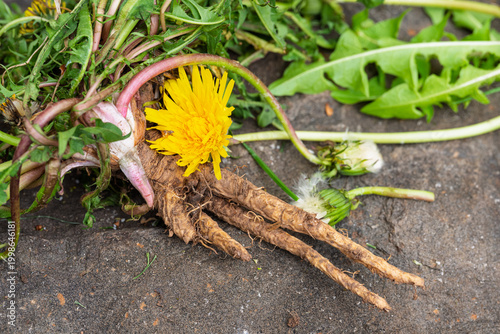 Dandelion Tap Root Flower Weed Closeup