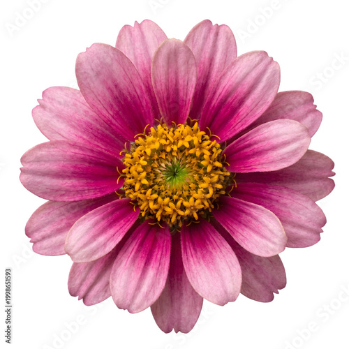 Pink zinnia flower png isolated on transparent background for digital design