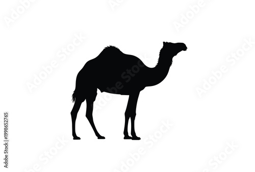 A striking black silhouette of a dromedary camel standing in profile silhouette