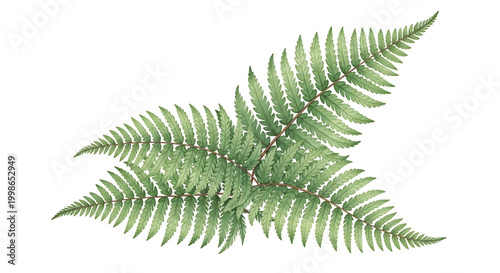 Single Green Fern Frond Watercolor Botanical Illustration Isolated