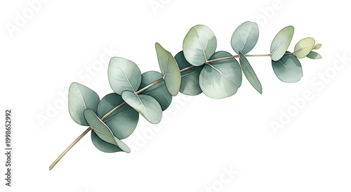 Eucalyptus Leaf Branch Watercolor Botanical Clipart Isolated
