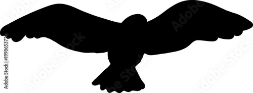 Seagull Soaring Silhouette