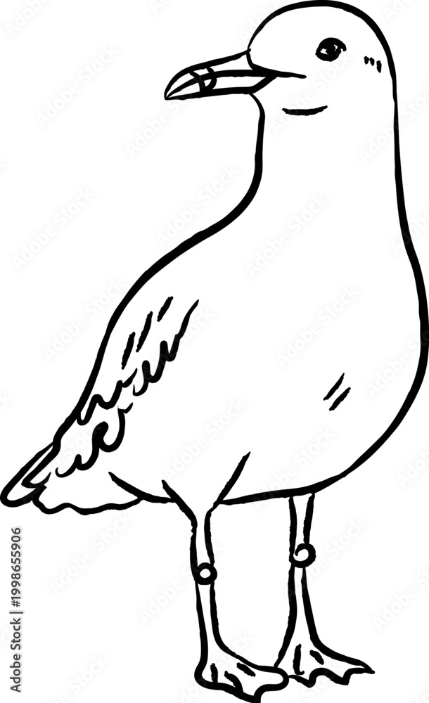 Fototapeta premium Seagull Standing Shorebird Sketch