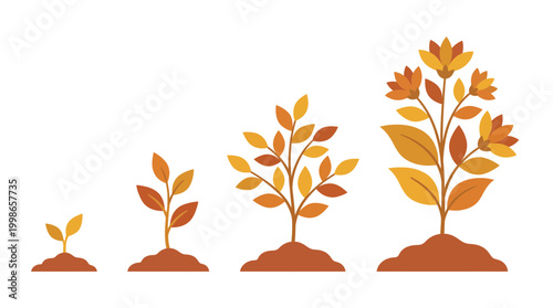 Sequence of four orange plant growth stages from seedling to blooming flower in brown soil isolated on white background, concept for business development, investment and personal success