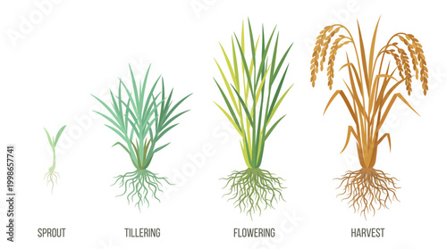 Growth cycle illustration of rice plants from sprout and tillering to flowering and harvest stages with roots, concept for agricultural education, farming infographics and botanical research