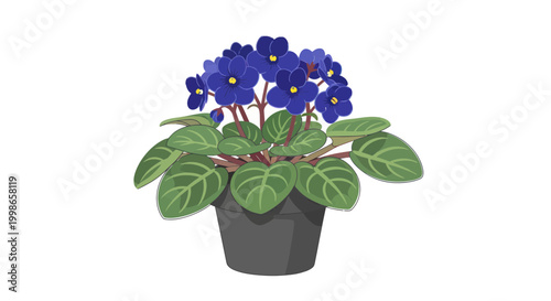 African Violet Plant with Blue Flowers in a Pot, Isolated on White Background