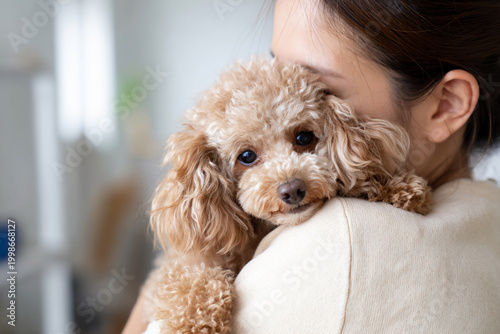 Toy poodle being hugged by owner showing warmth and companionship