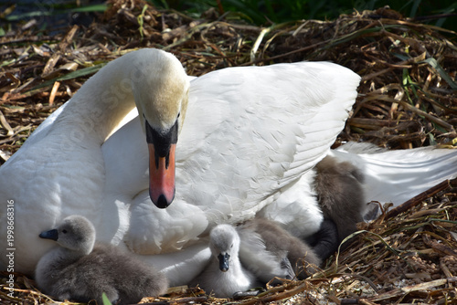 Schilderij op canvas Family of Swans with Fluffy Grey Chicks in a Nest